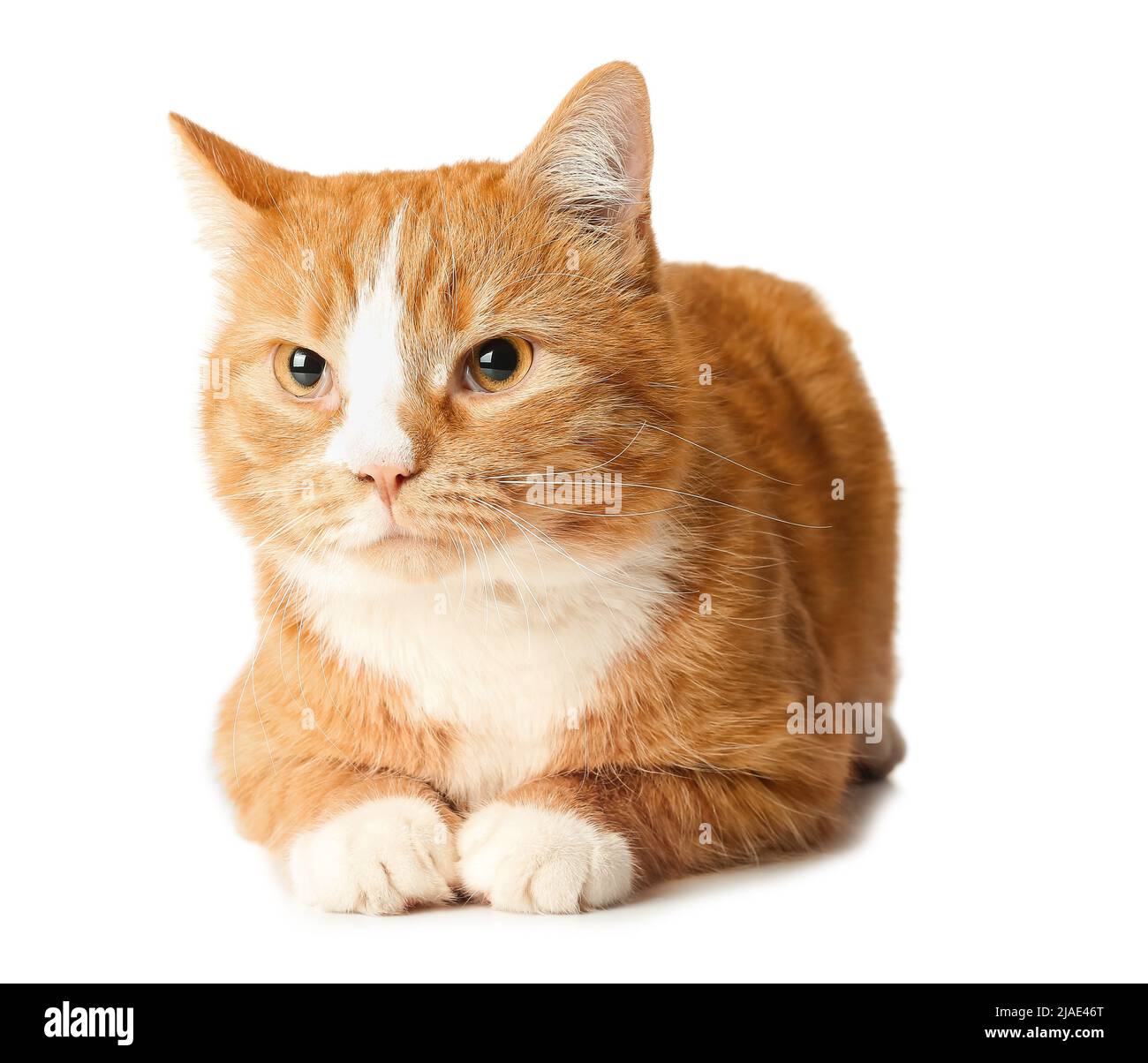Cute cat isolated on white background Stock Photo - Alamy