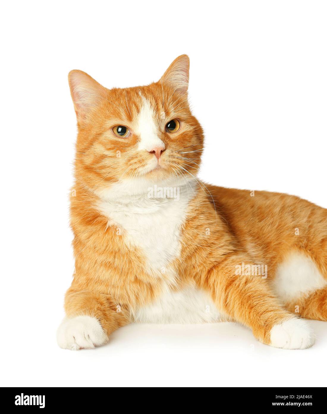 Cute cat isolated on white background Stock Photo - Alamy