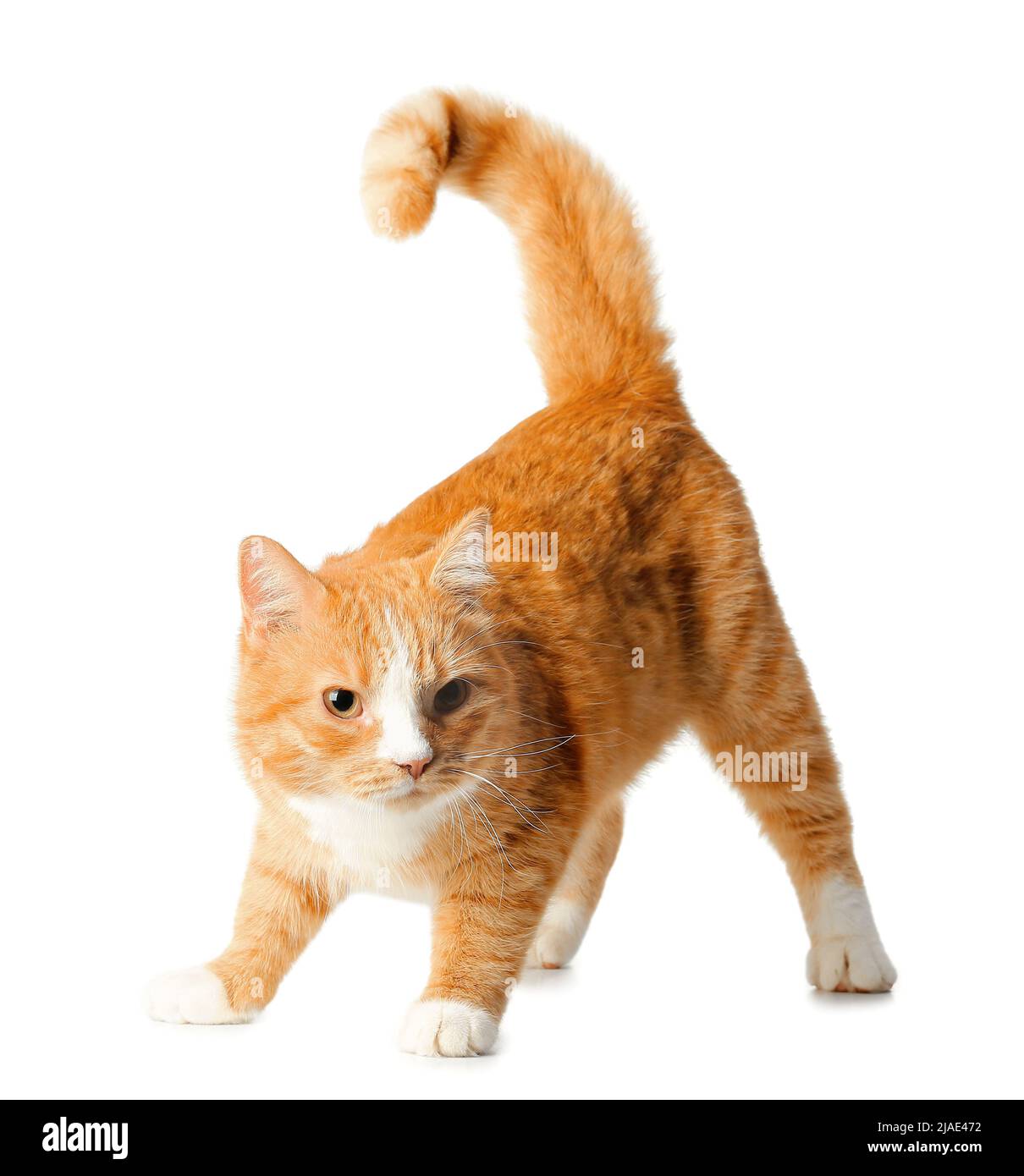 Cute cat isolated on white background Stock Photo - Alamy