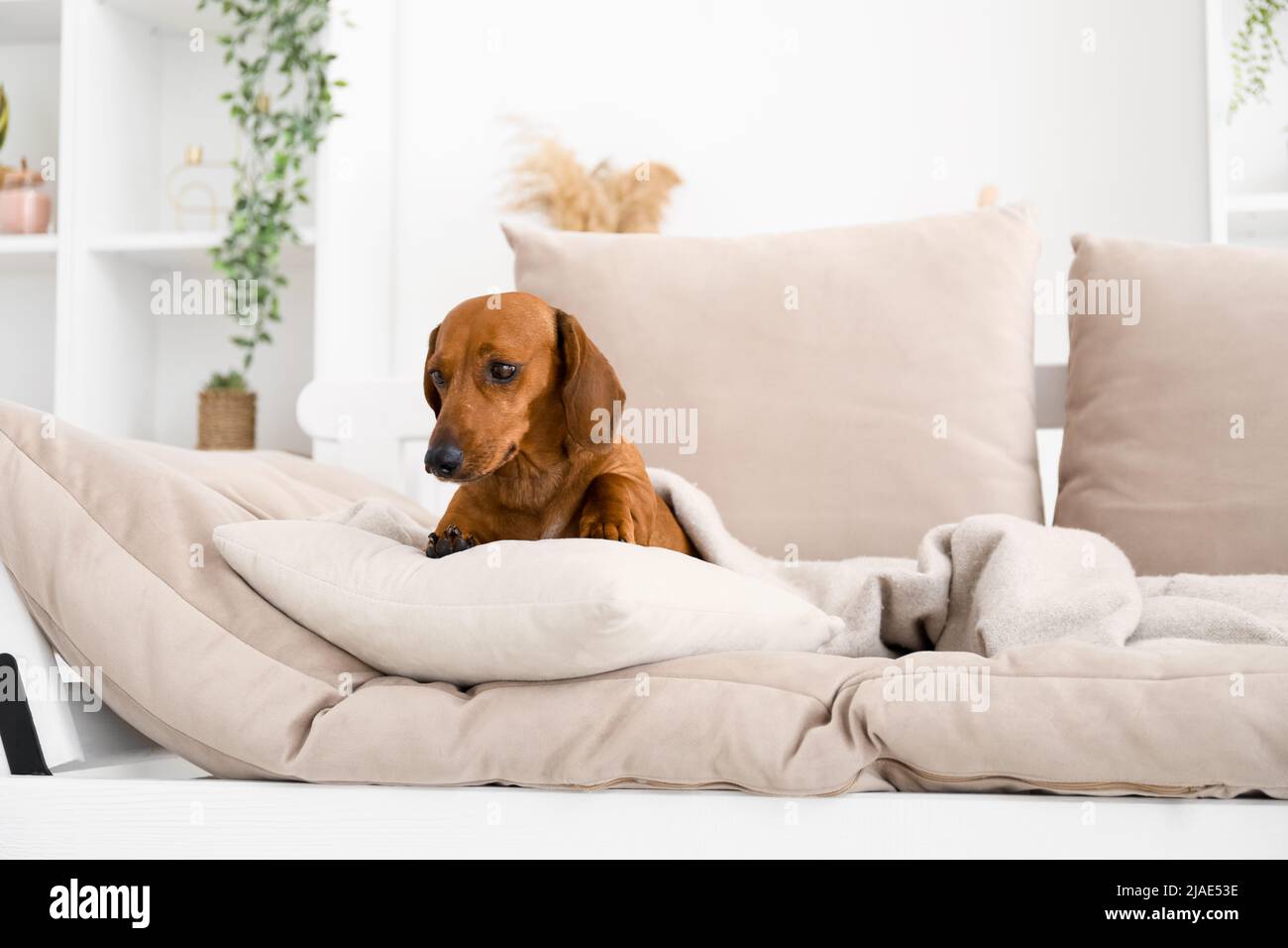 Cute dachshund dog with pillow and plaid lying on couch in living room