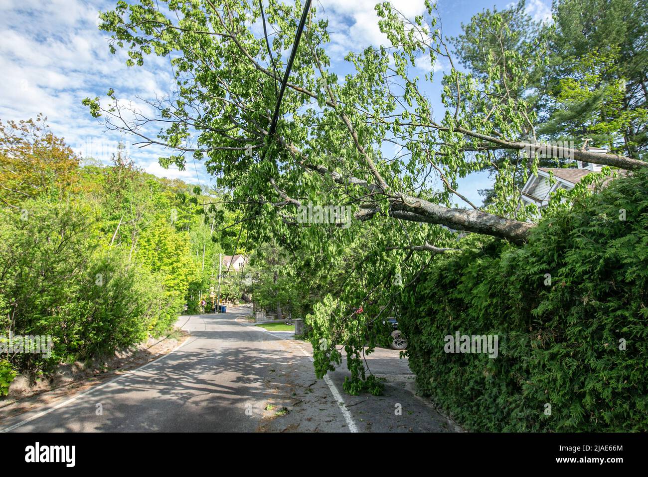 An allegedly 200-year-old tree that was broken in half by the strong ...