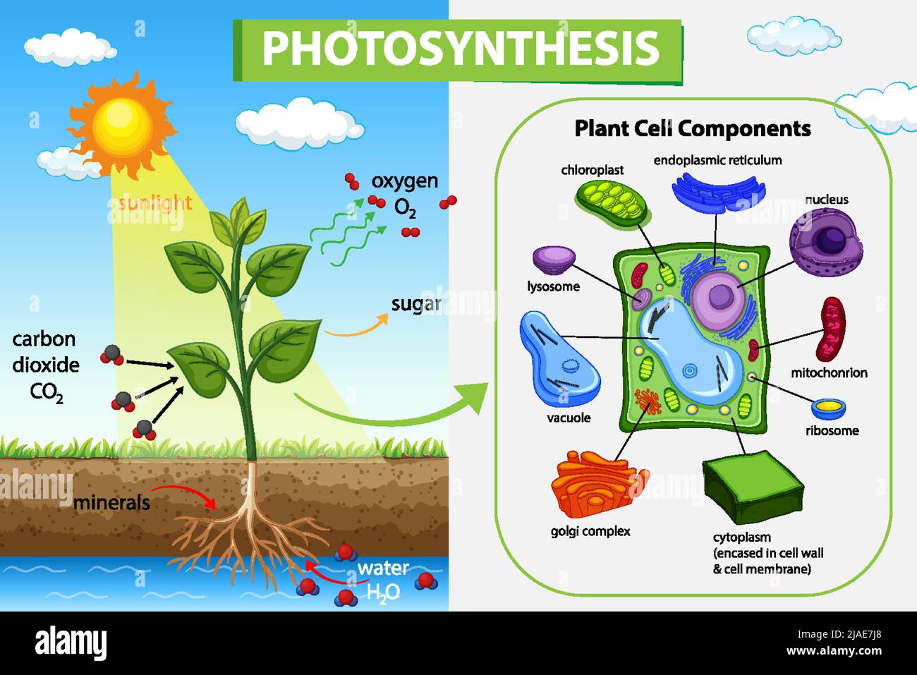 Photosynthesis diagram with plant and sunlight illustration Stock Vector Image & Art Alamy