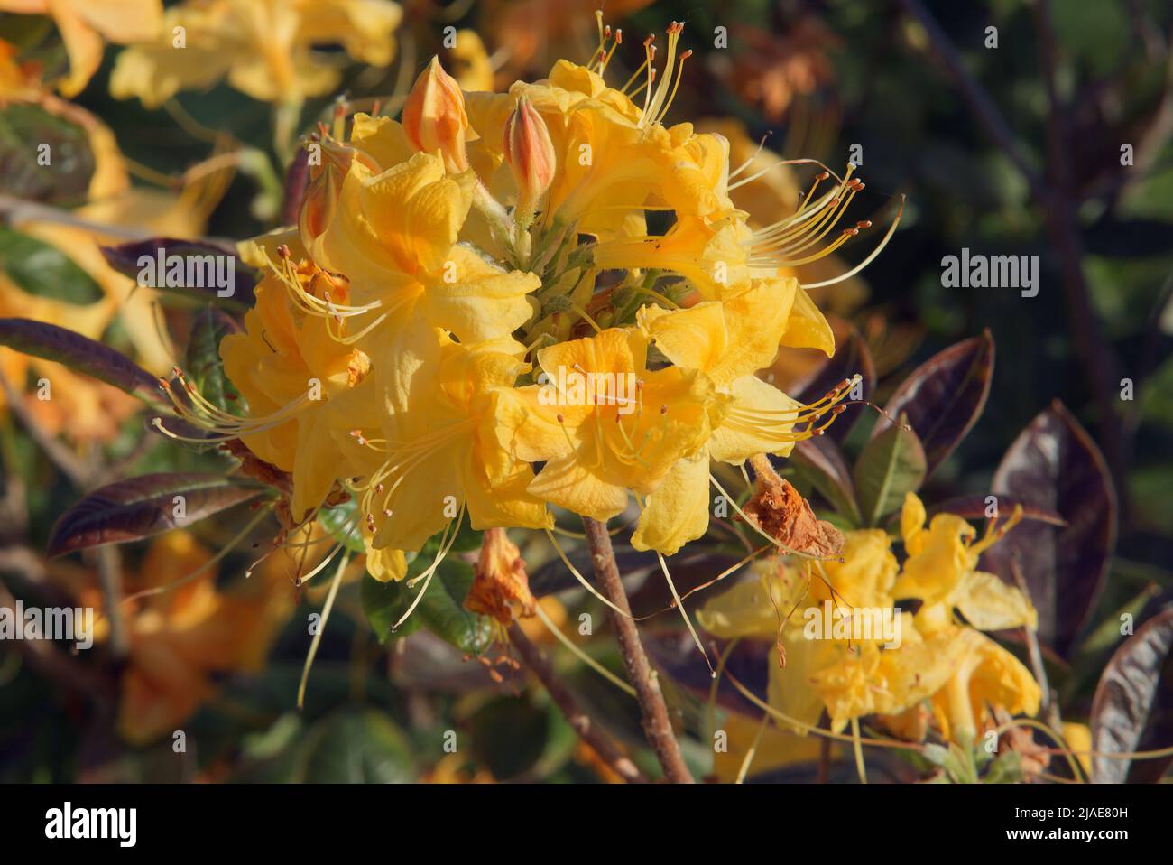 Rhododendron luteum, the yellow azalea or honeysuckle azalea in the bloom. The separate branch of the tree with the yellow  blossoms. Stock Photo