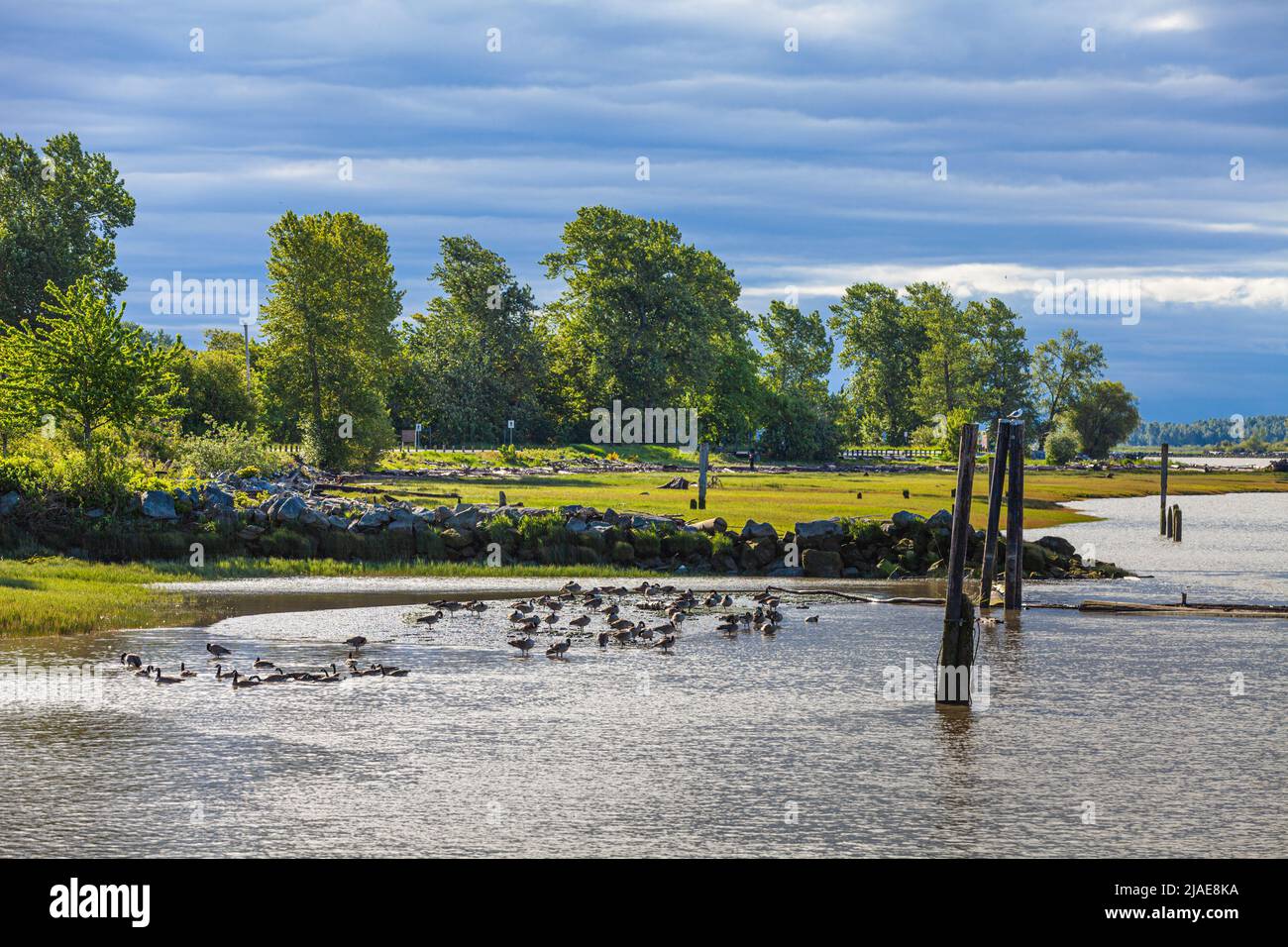 Early morning gathering of Canada Geese on the Fraser River near Steveston British Columbia Canada Stock Photo
