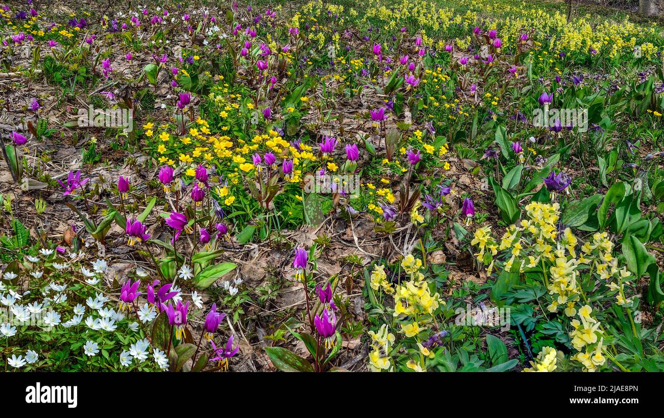 Colorful spring wildflowers on forest glade at sunny day: yellow ranunculus and white anemones, purple erythronium sibiricum flowers. Flowering meadow Stock Photo