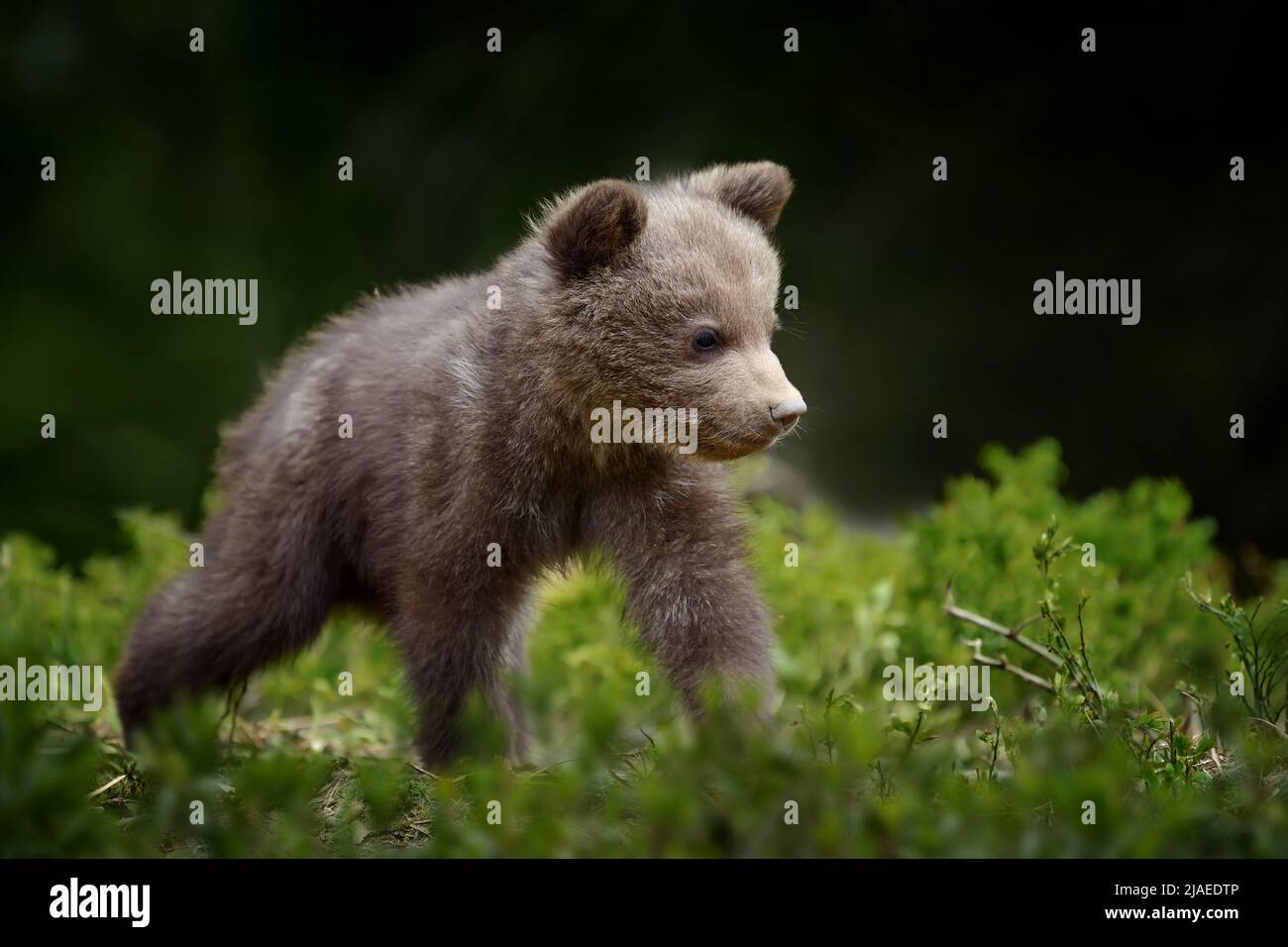 Young brown bear in the forest. Animal in the nature habitat. Cub ...