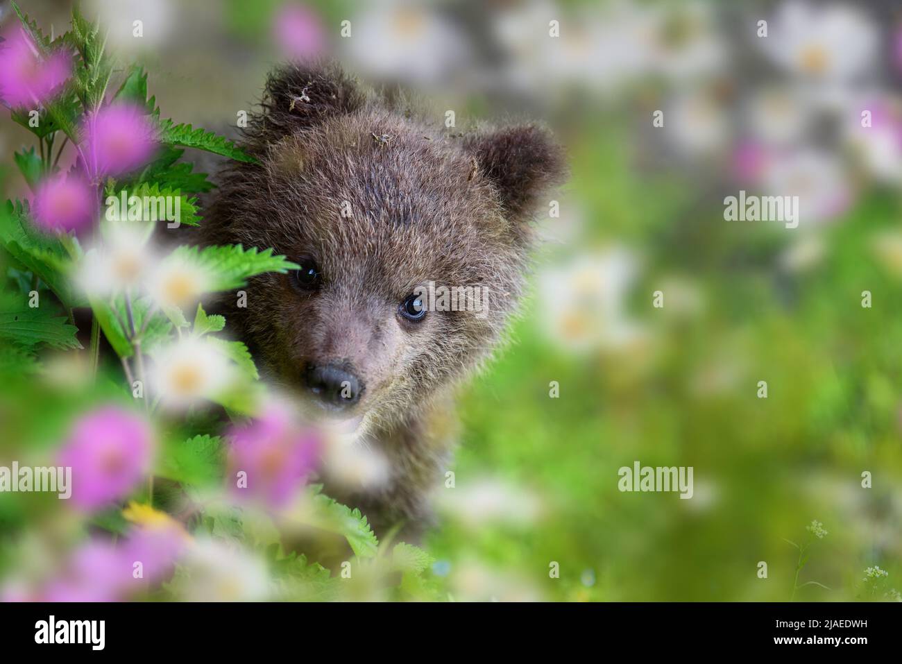Brown bear cub on the summer meadow with flowers. Ursus arctos in grass ...