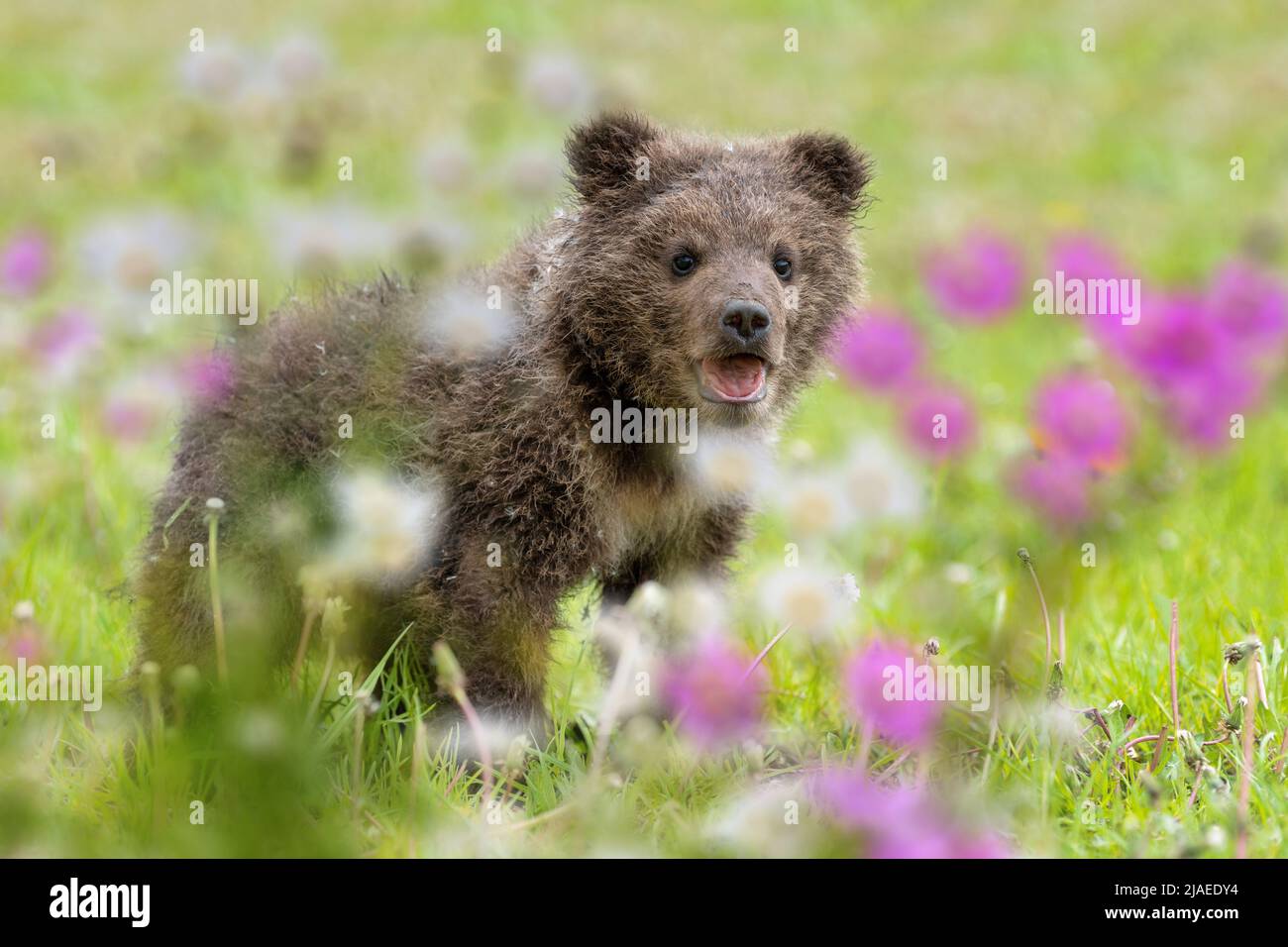 Brown bear cub on the summer meadow with flowers. Ursus arctos in grass ...