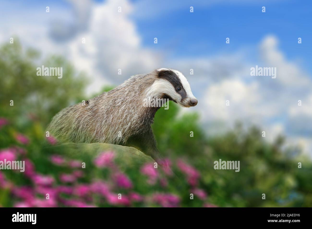 Badger near its burrow in the meadow on stone with flowers Stock Photo