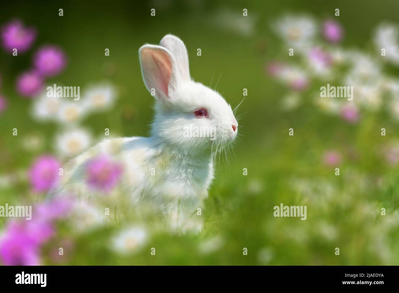 Daisy flower funny hi-res stock photography and images - Alamy