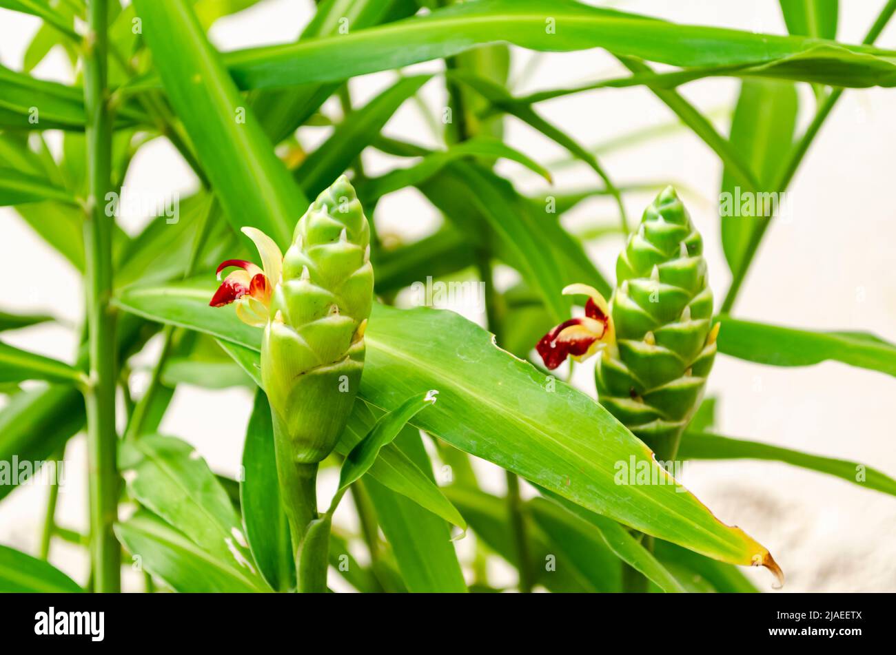 The ginger plant blooms small red and yellow flowers on an elongated flower head. Stock Photo