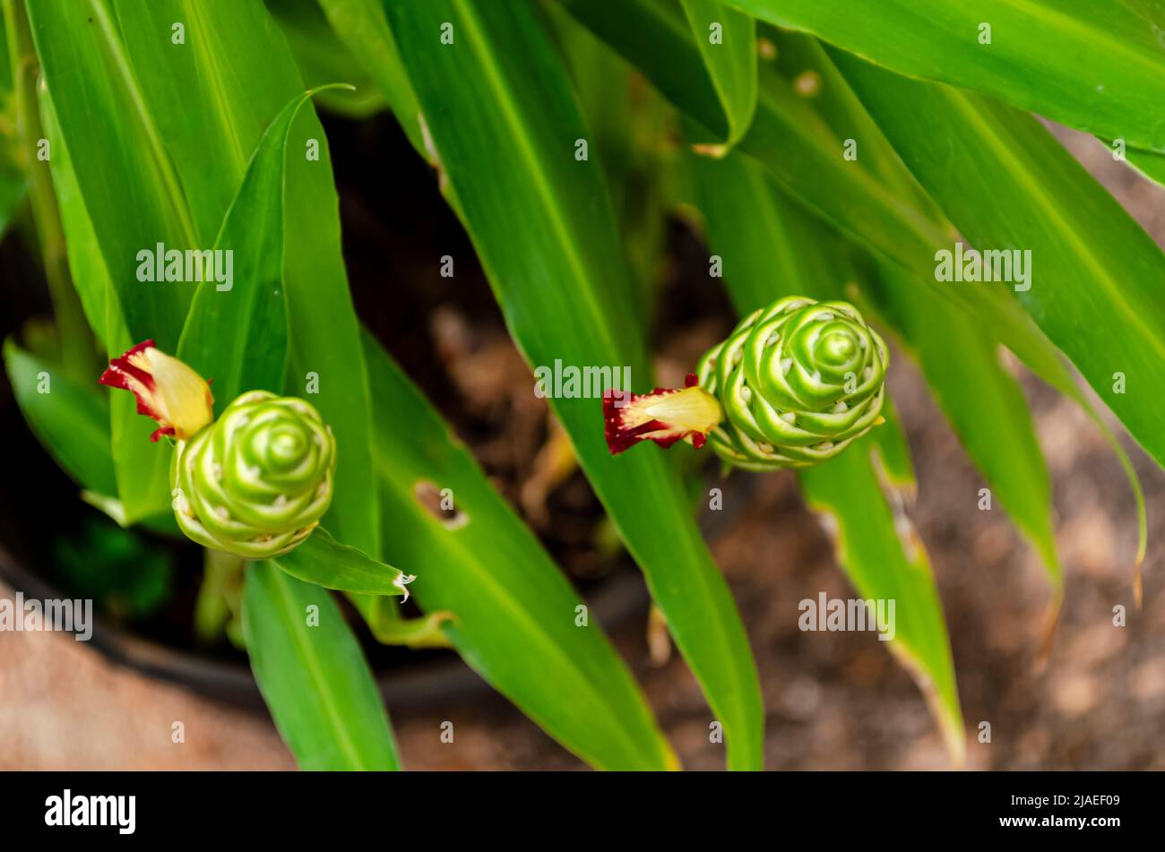 The ginger plant blooms small red and yellow flowers on an elongated flower head. Stock Photo