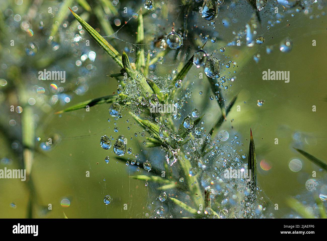 Raindrops on gorse spider mite web Stock Photo