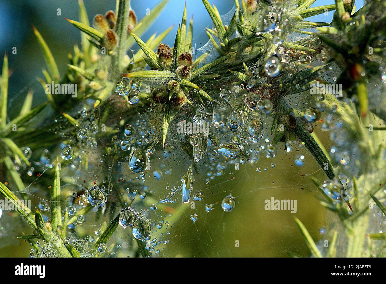 Raindrops on gorse spider mite web Stock Photo