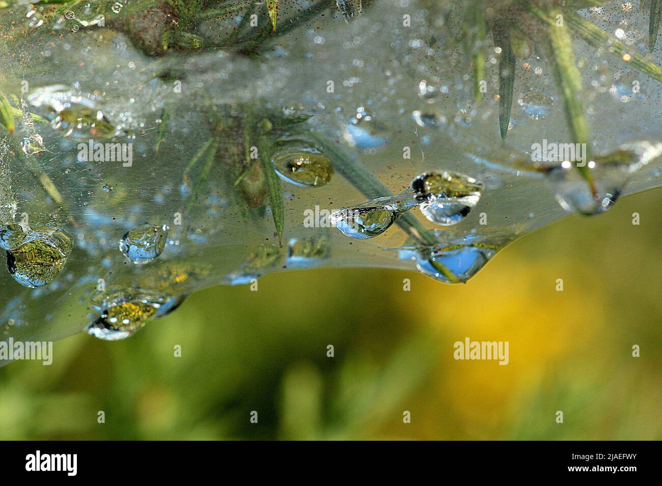Raindrops on gorse spider mite web Stock Photo
