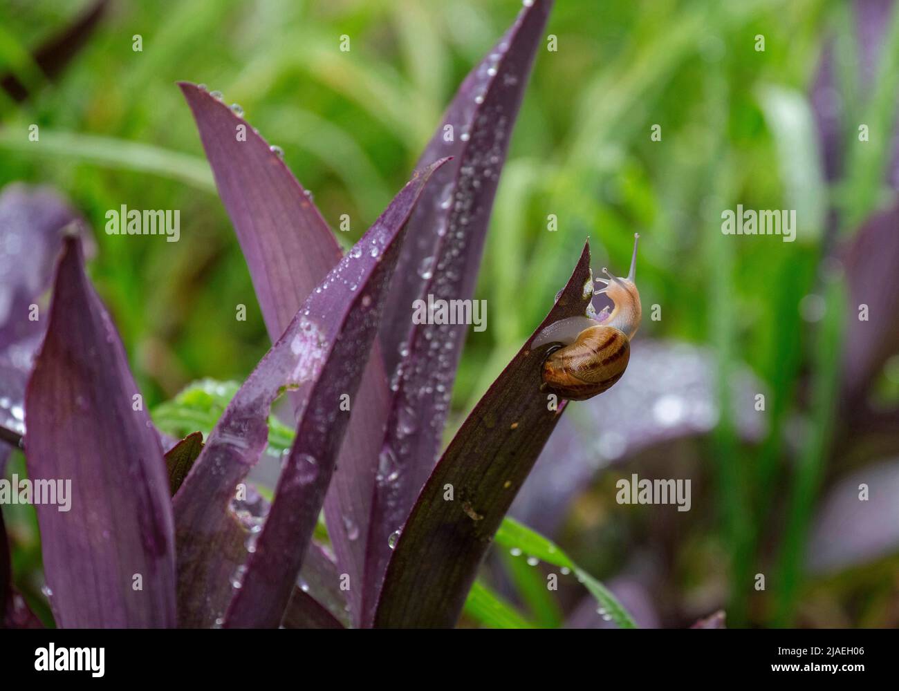 A Brown Garden snail (Cornu aspersum) on a leaf at a garden in Sydney ...