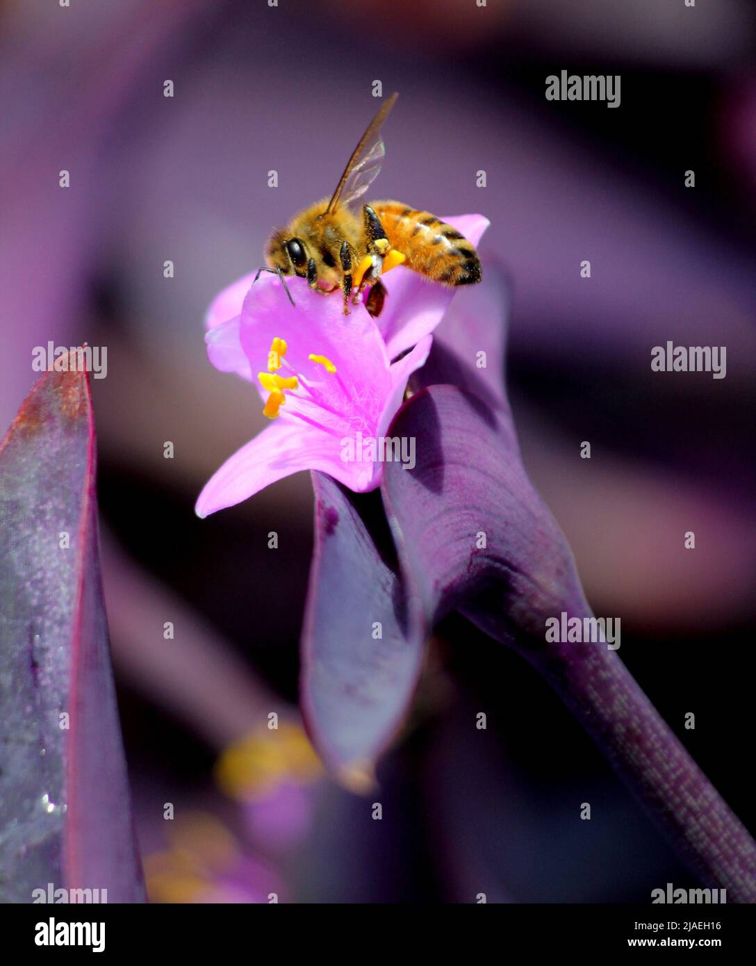 Honey Bee (Apis mellifera) pollinating a flower in Sydney, NSW