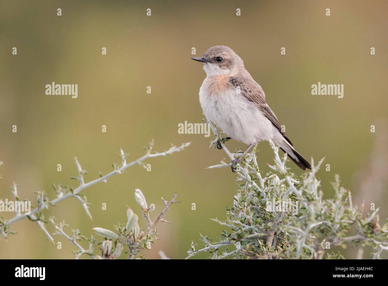 Eastern Black-eared Wheatear, Haramida, Lesvos, Greece, May 2021 Stock Photo