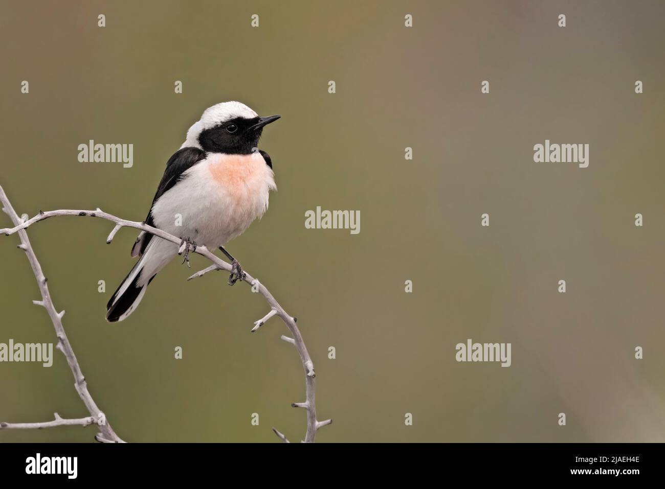 Eastern Black-eared Wheatear, Haramida, Lesvos, Greece, May 2021 Stock Photo