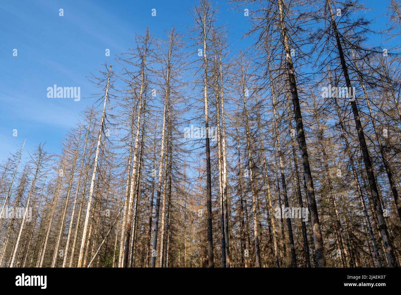 Dead spruces following bark beetle infestation. The consequence of global warming. Stock Photo