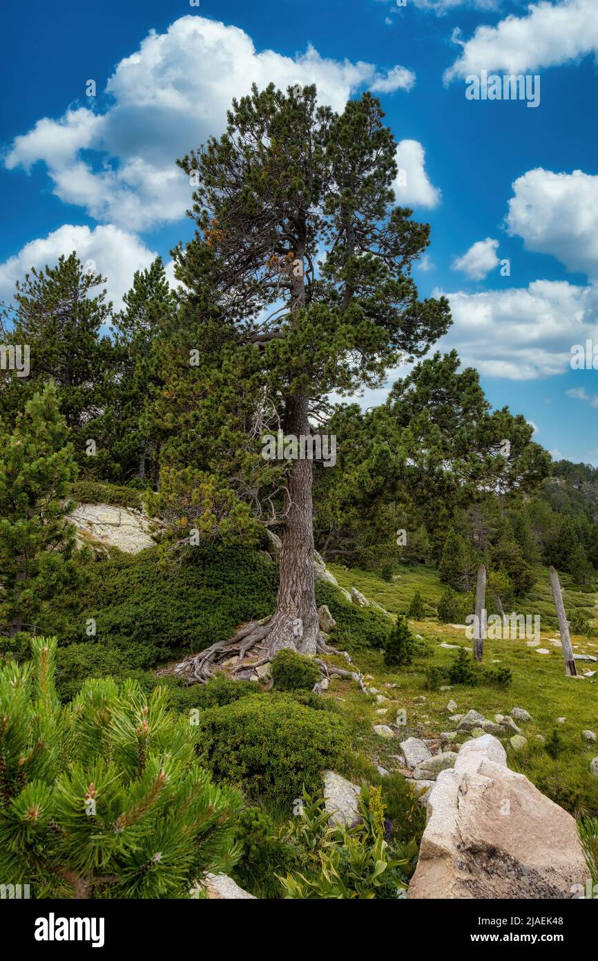 Mountain pine tree in a Spanish Pyrenees Stock Photo Alamy