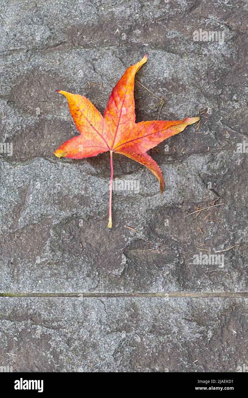 autumn fallen acer leaf on a pathway Stock Photo