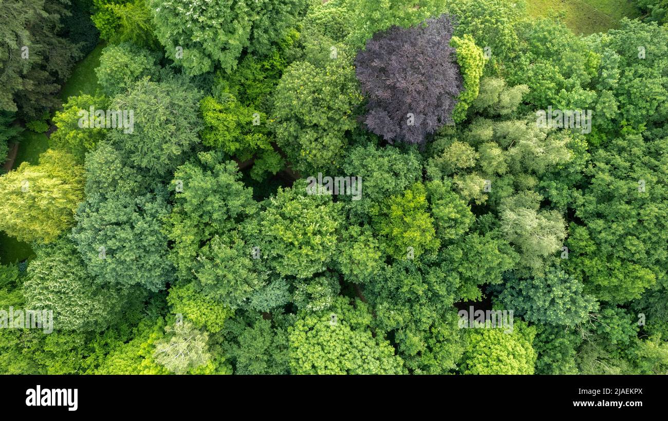 Summer in forest aerial top view. Mixed forest, green deciduous trees. Soft light in countryside woodland or park. Drone shoot above colorful green texture in nature. High quality photo Stock Photo
