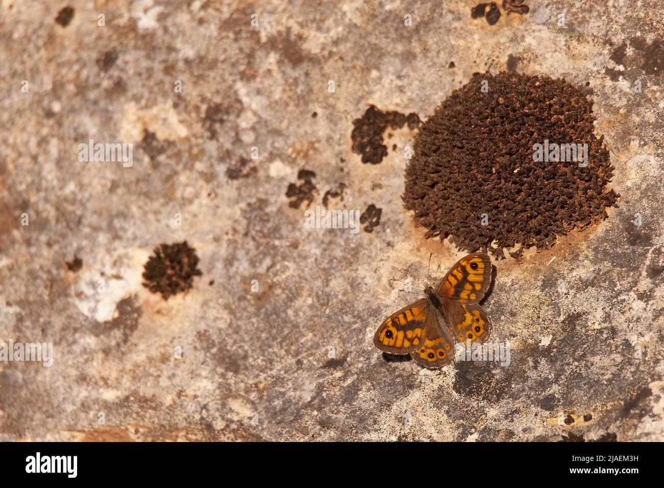 Wall Brown Butterfly /  Mégere - Lasiommata megera, Degagnac, Lot department,France Stock Photo