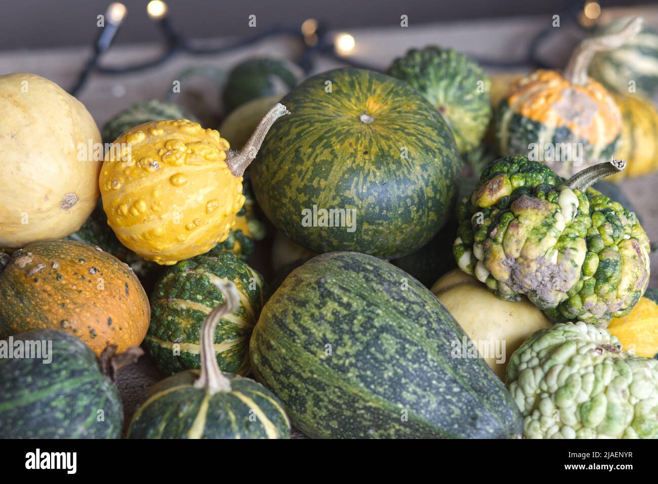 ornamental pumpkins Stock Photo