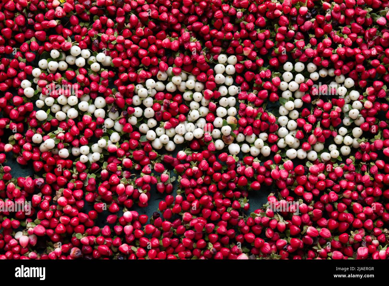 sold aign, made from red and white berries Stock Photo