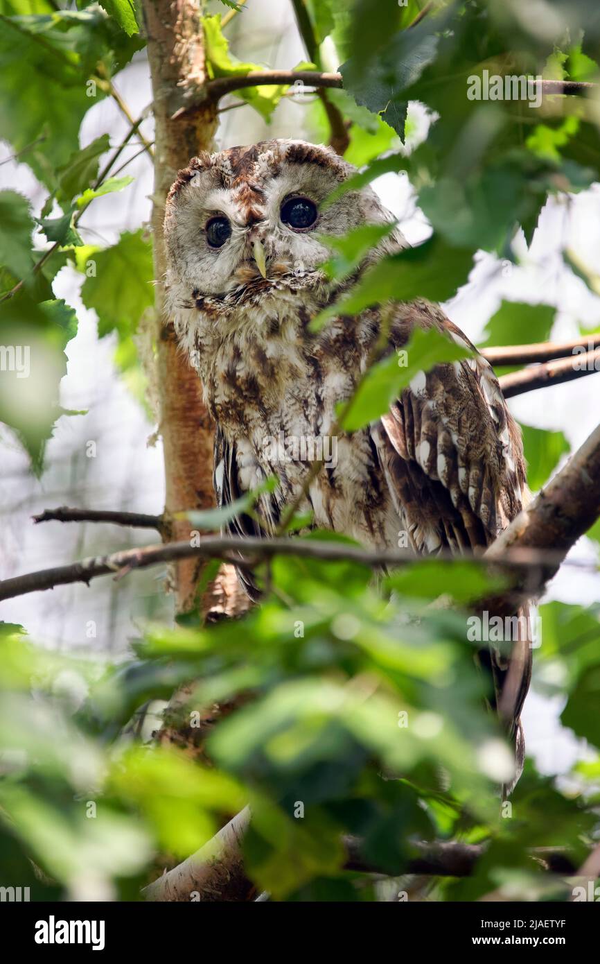 Tawny owl - Strix aluco Stock Photo
