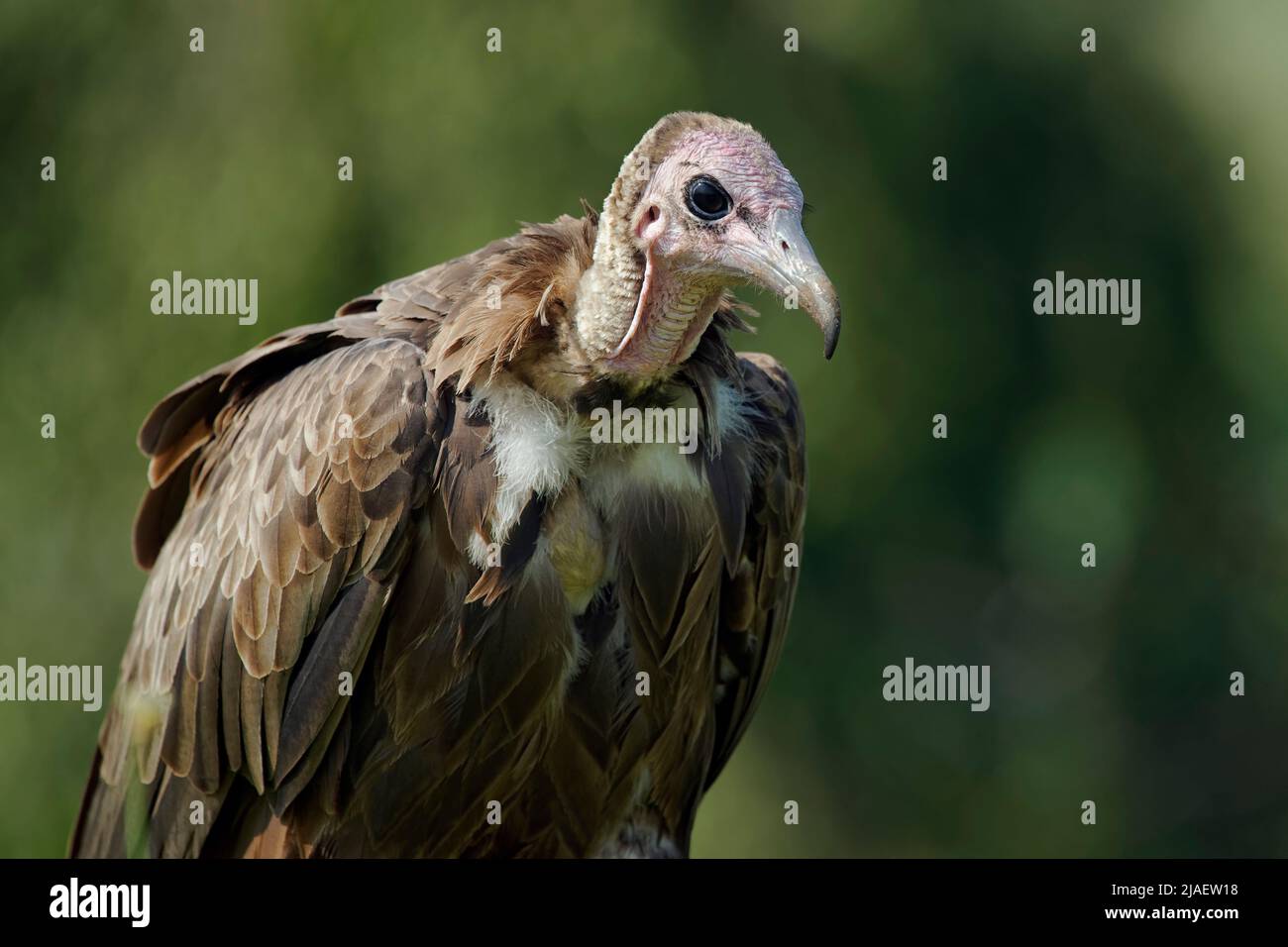 Hooded vulture - Necrosyrtes monachus Stock Photo