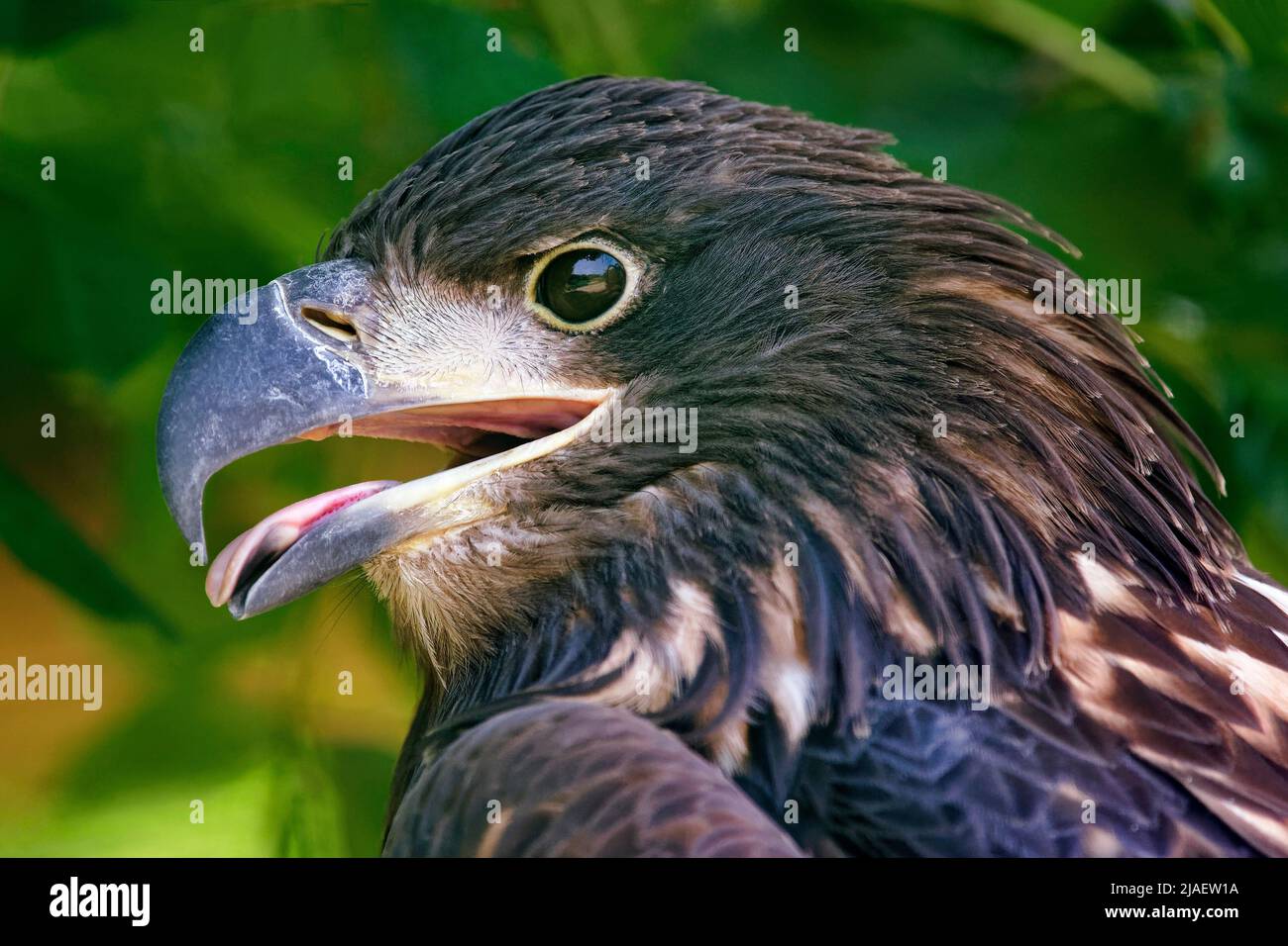 Juvenile bald eagle - Haliaeetus leucocephalus Stock Photo