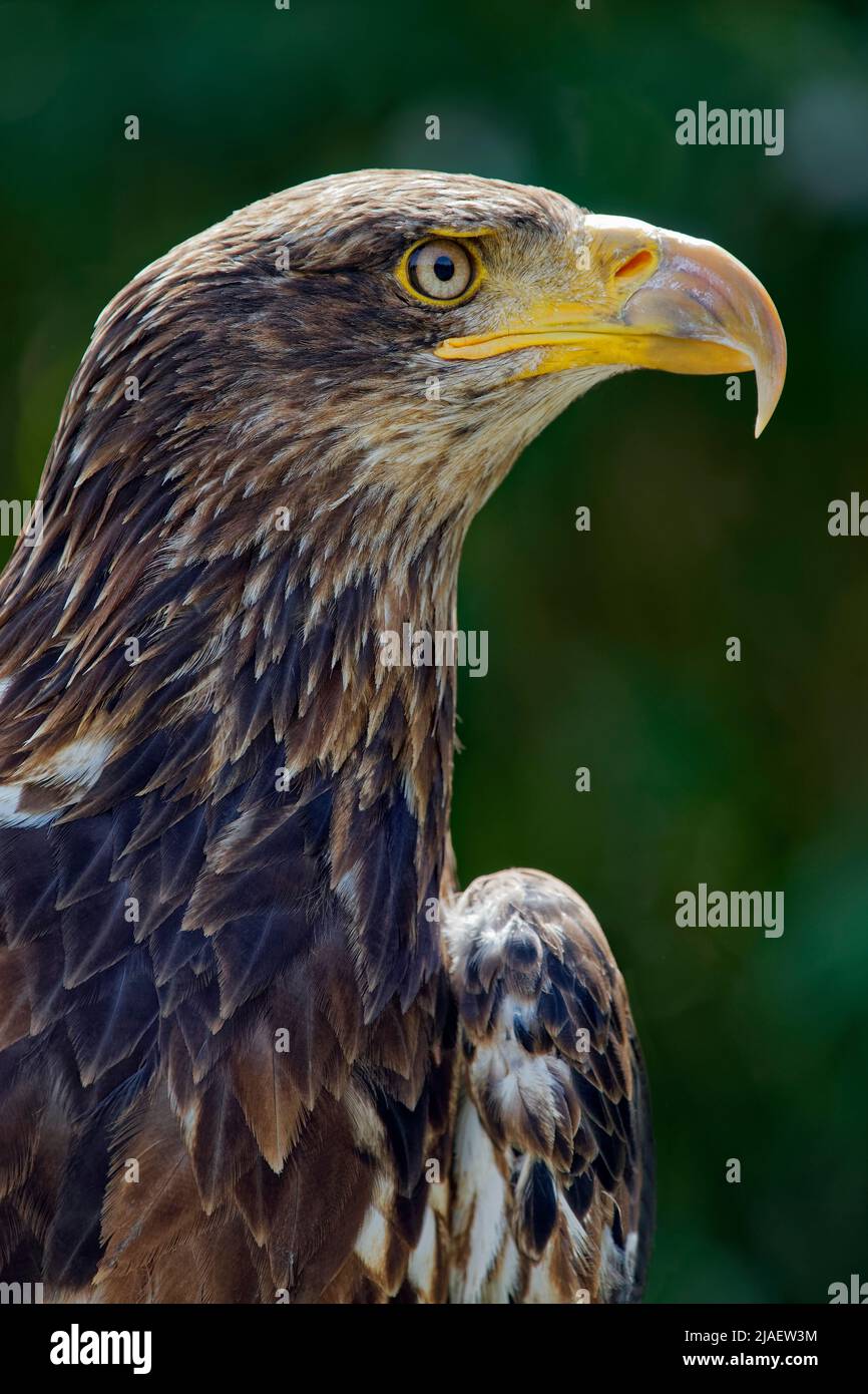 Immature bald eagle -  Haliaeetus leucocephalus Stock Photo