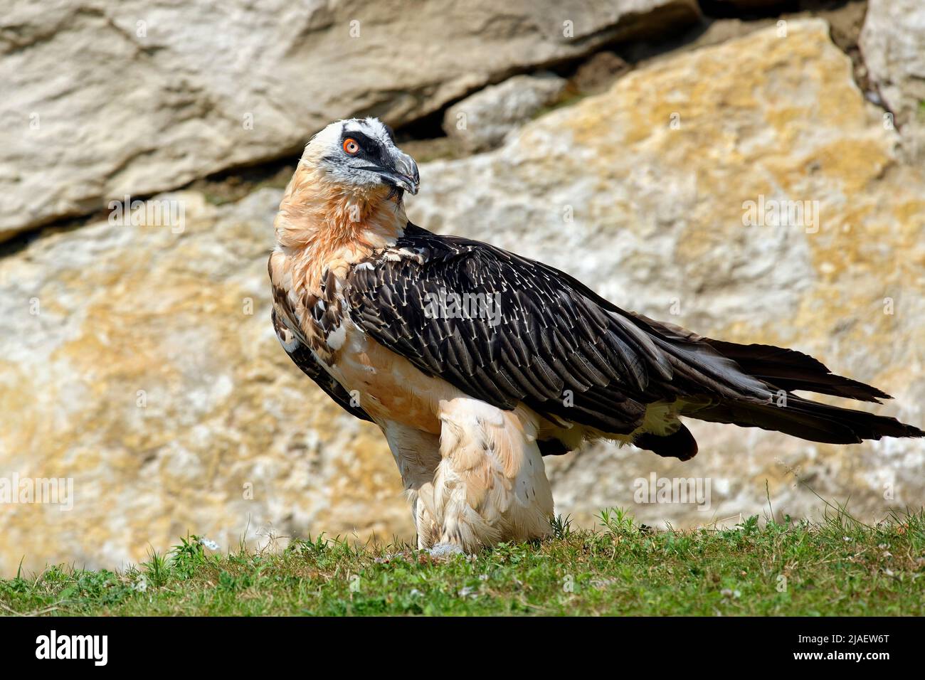 Bearded vulture - Gypaetus barbatus Stock Photo