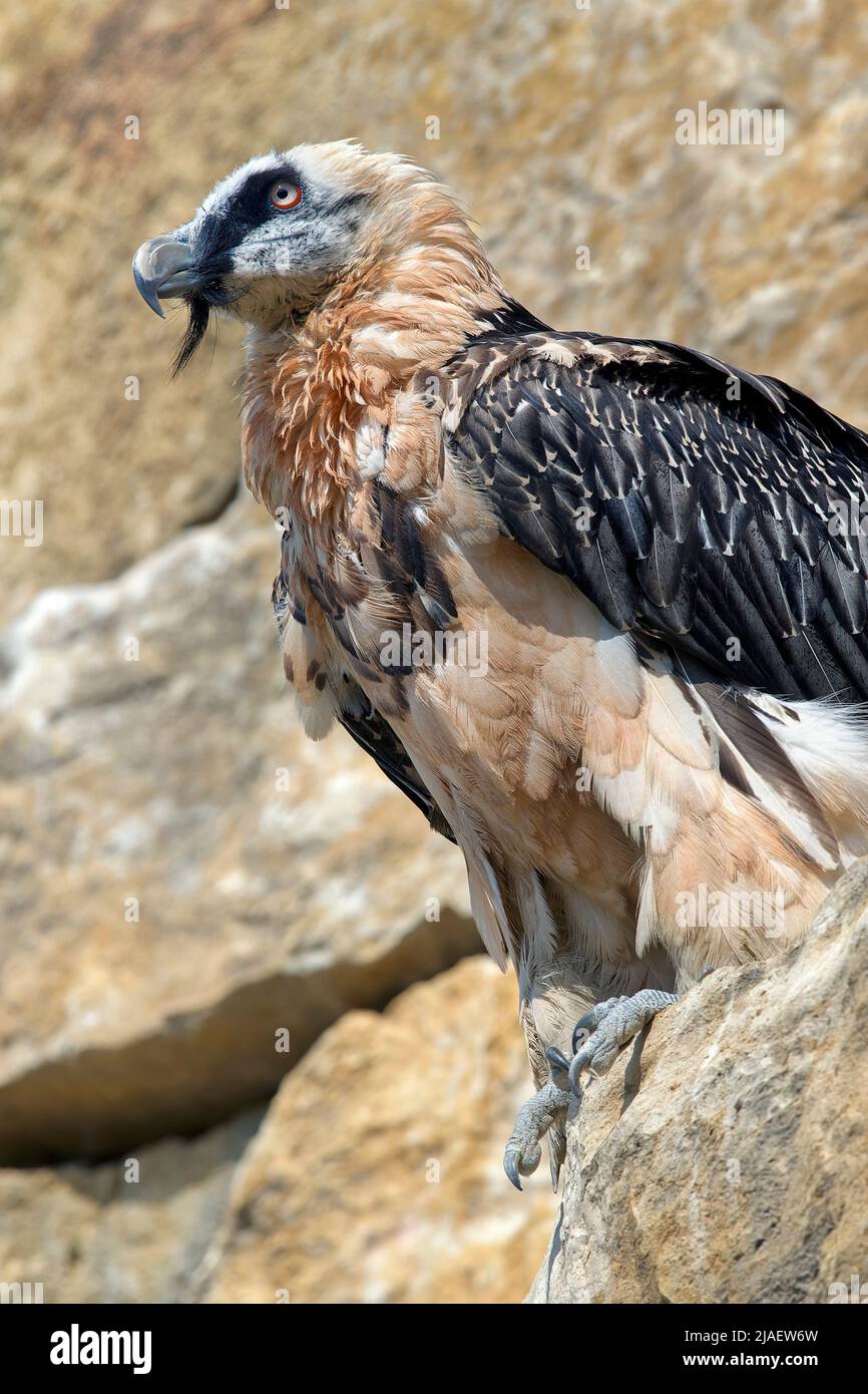 Bearded vulture - Gypaetus barbatus Stock Photo