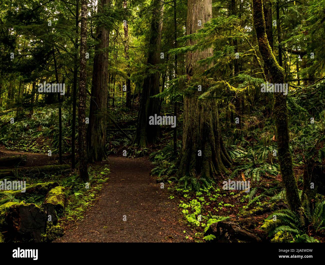 Forest trail in British Columbia with large Fir, Cedar, Spruce and Hemlock trees.  Conserving diversity that has been damaged by excessive logging. Stock Photo