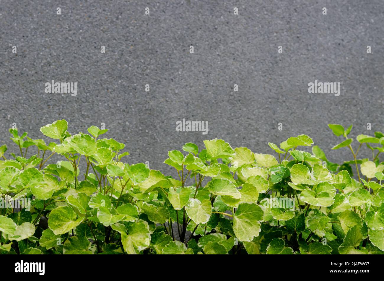 Green and white color leaves of Polyscias guilfoylei (or geranium aralia, wild coffee) with cement wall background. Stock Photo