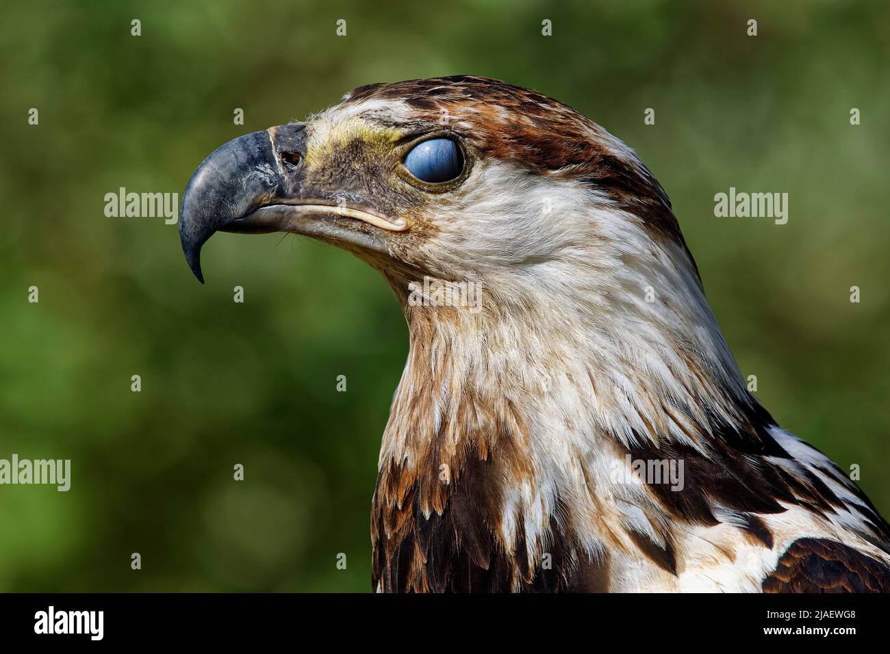 Juvenile African fish eagle - Haliaeetus vocifer Stock Photo