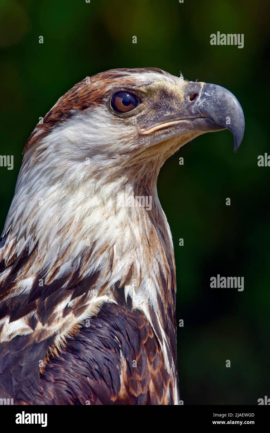 Juvenile African fish eagle - Haliaeetus vocifer Stock Photo