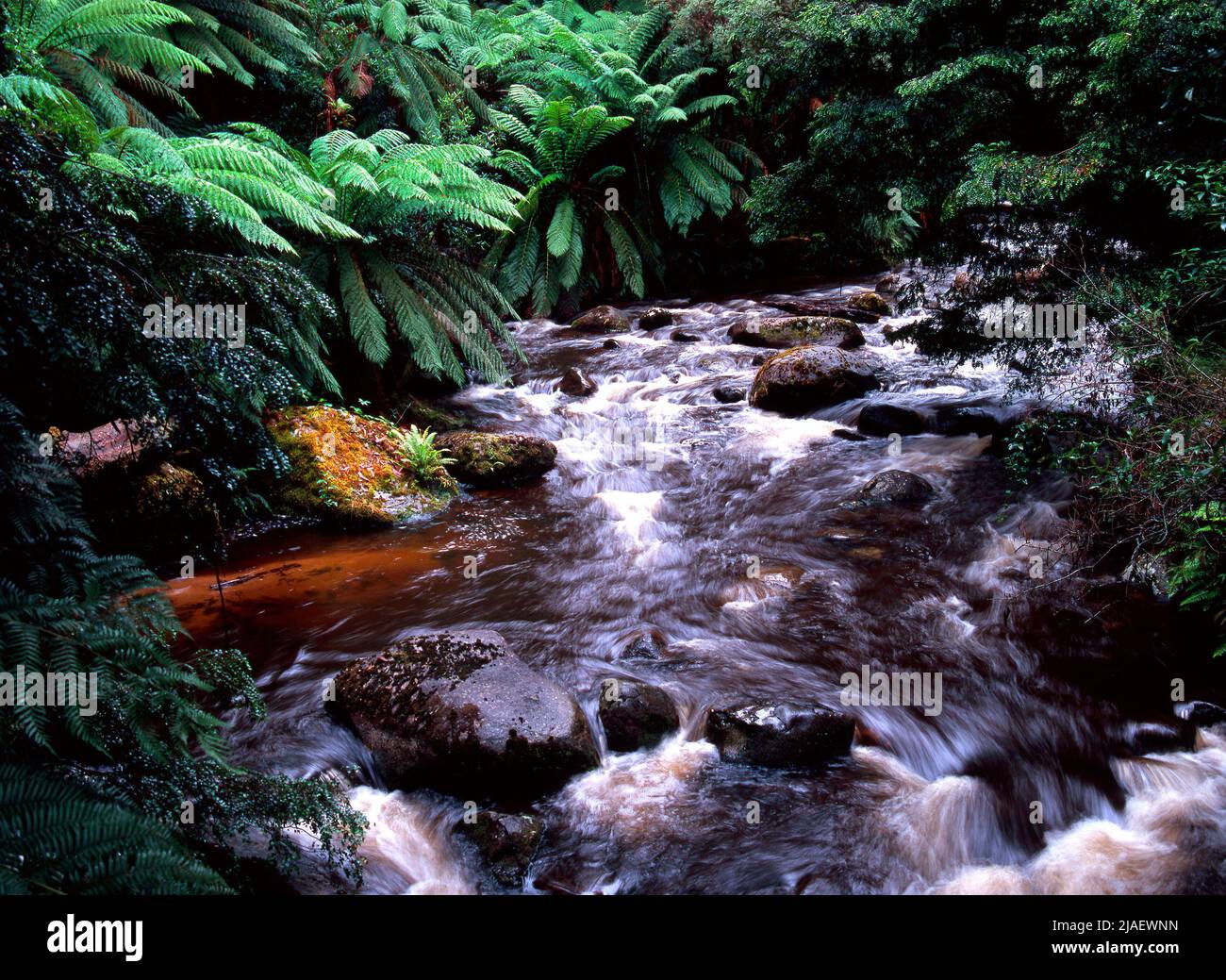 Water Stream and Ferns, Yarra Rangers National Park, Victoria, Australia Stock Photo