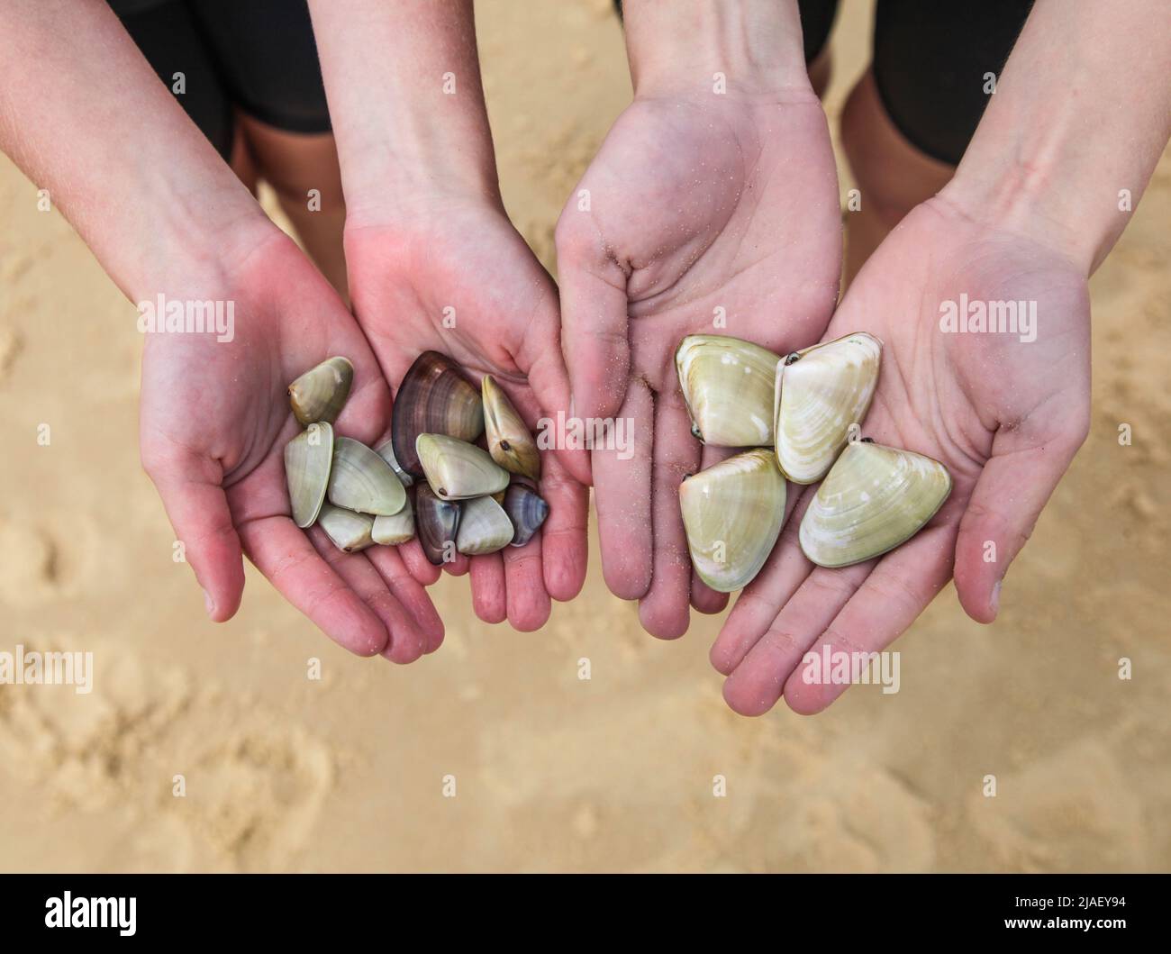 Pipis are a shellfish that can be found in the sand at surf beaches on the East  and South Coasts of Australia. They are popular fishing bait and can Stock Photo
