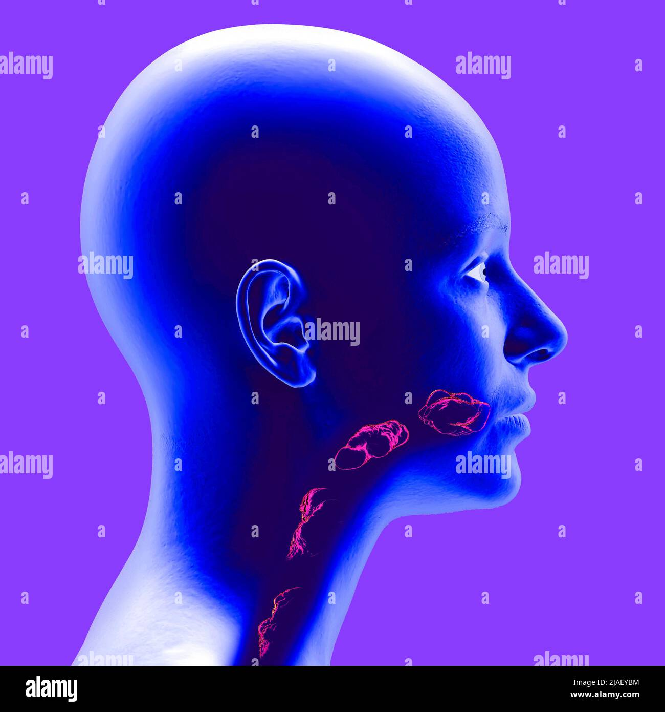 Disorders of swallowing, dysphagia. Pharyngeal and esophageal dysphagia. Oral phase. The path of food, the act of swallowing. Head side view x-ray Stock Photo