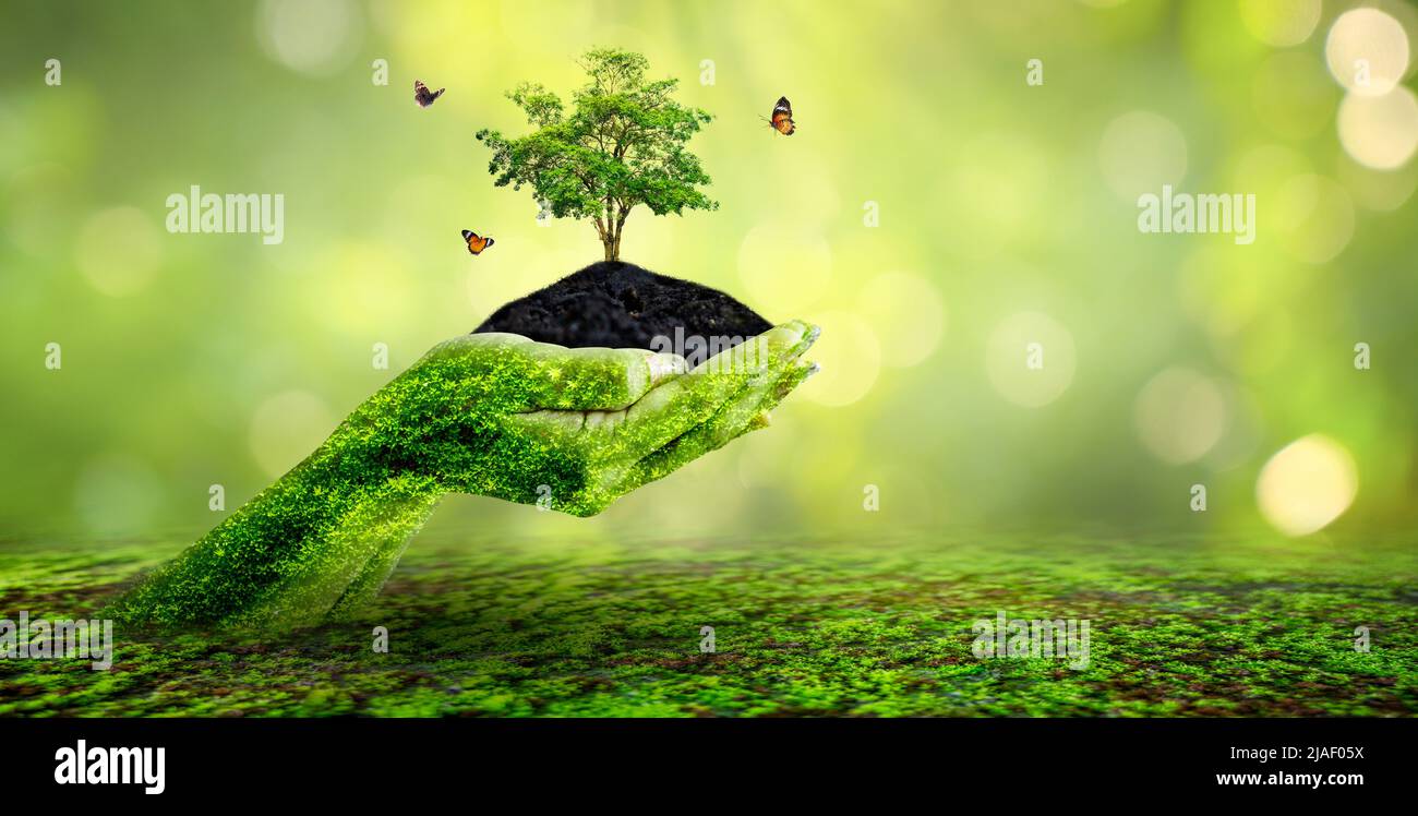environment Earth Day In the hands of trees growing seedlings. Bokeh green Background Female hand holding tree on nature field grass Forest conservati Stock Photo