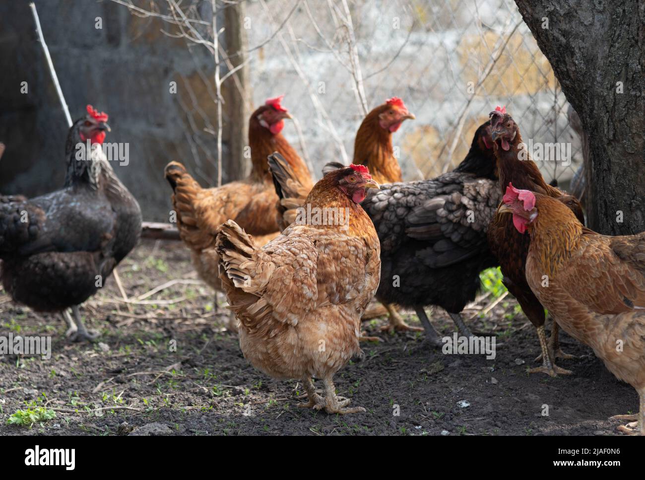 chicken for a walk. High quality photo Stock Photo