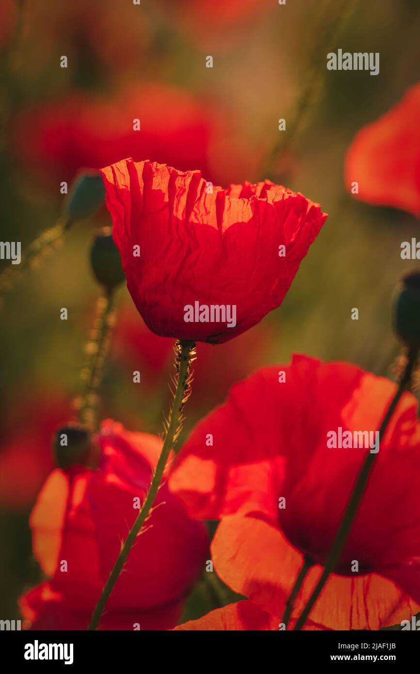 Beautiful spring floral background. Red poppies in green grass. Photo in shallow depth of field. Stock Photo