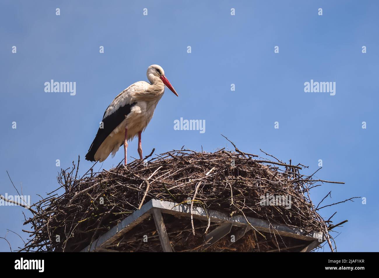 Early spring scene. Storks in a nest with a blue sky in the background. Stock Photo