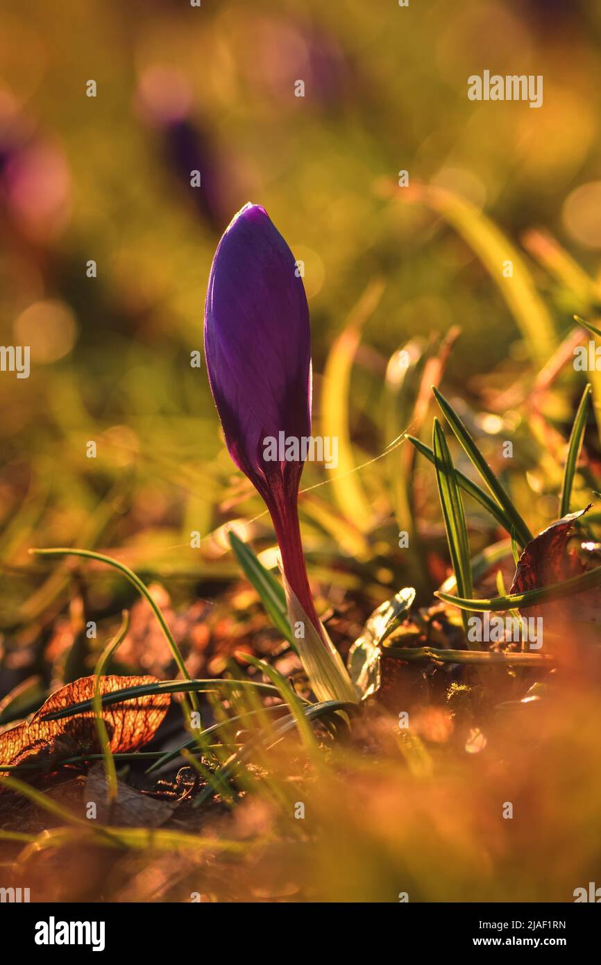 Colorful natural scene with flowers. Beautiful crocus on a green glade to welcome spring. Photo in shallow depth of field. Stock Photo
