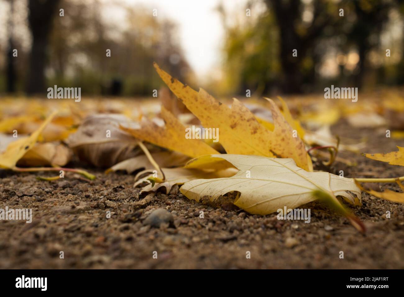 Dried and fallen autumn leaves in the park with blurry background Stock ...