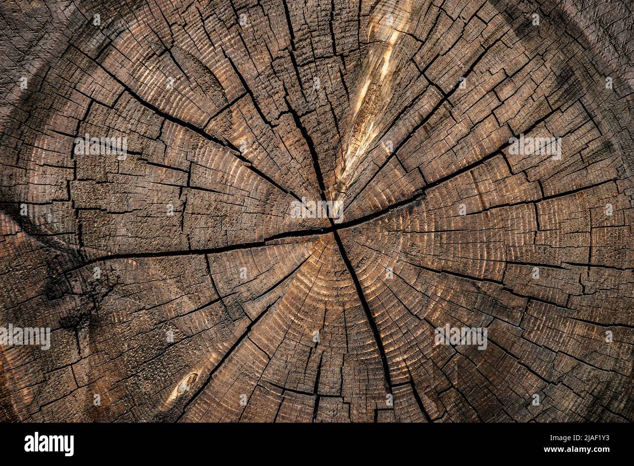 Closeup of old, worn, weathered section of wood with cracked annual growth rings pattern. Stock Photo